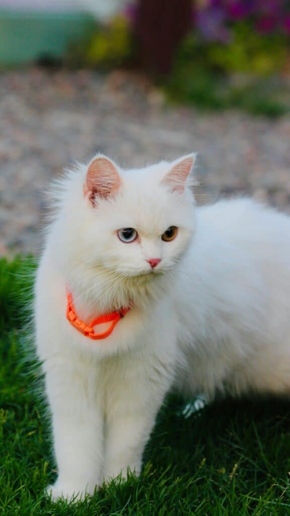 cat grooming tips