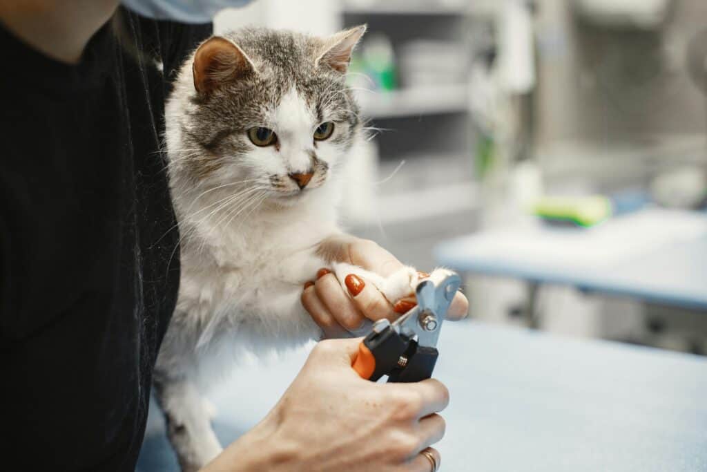 cat nail grooming tips