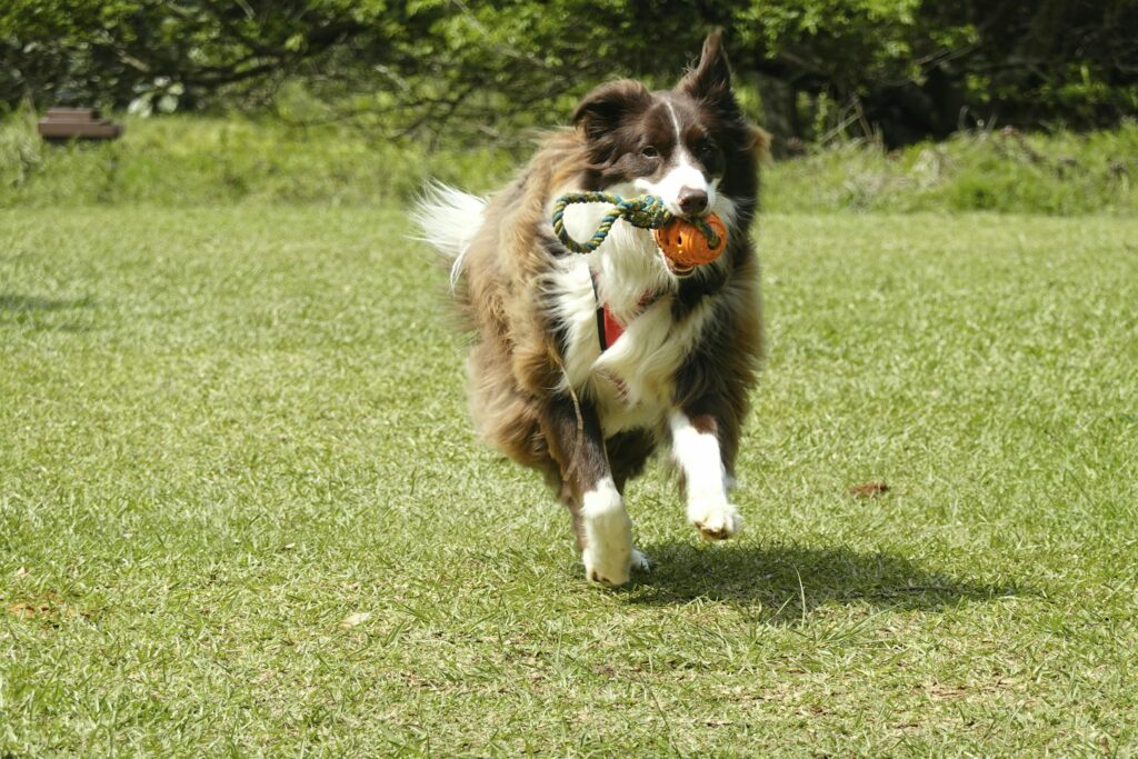 Top-rated fetch ball toy for energetic dogs – outdoor play