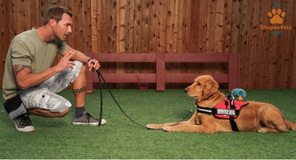 an adult dog performing a sit or stay command with a trainer
