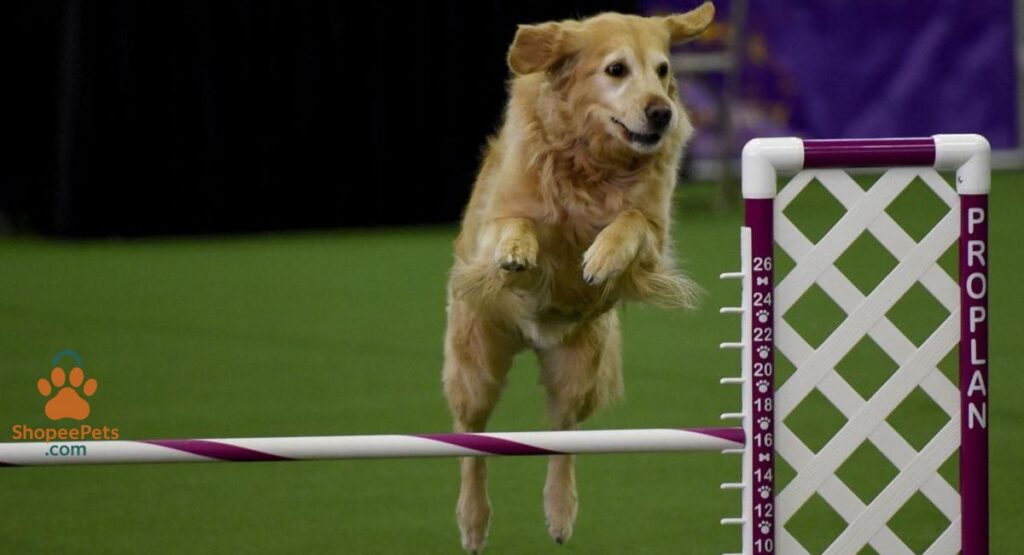 Advanced Dog Training Techniques