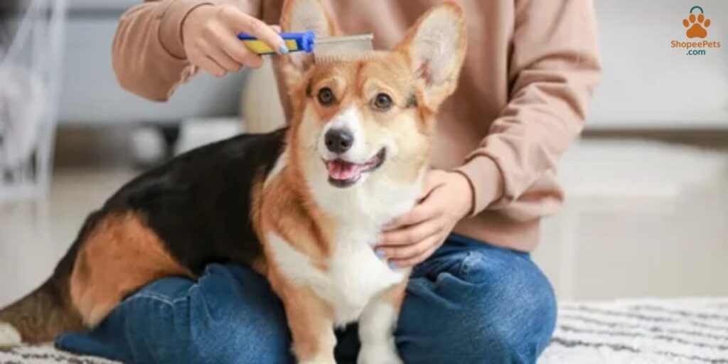 Step-by-step grooming for double coated dog breeds