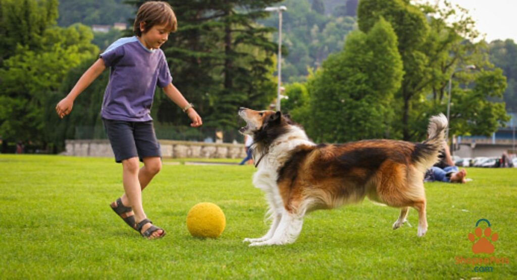 a puppy interacting with another dog in a supervised play area.