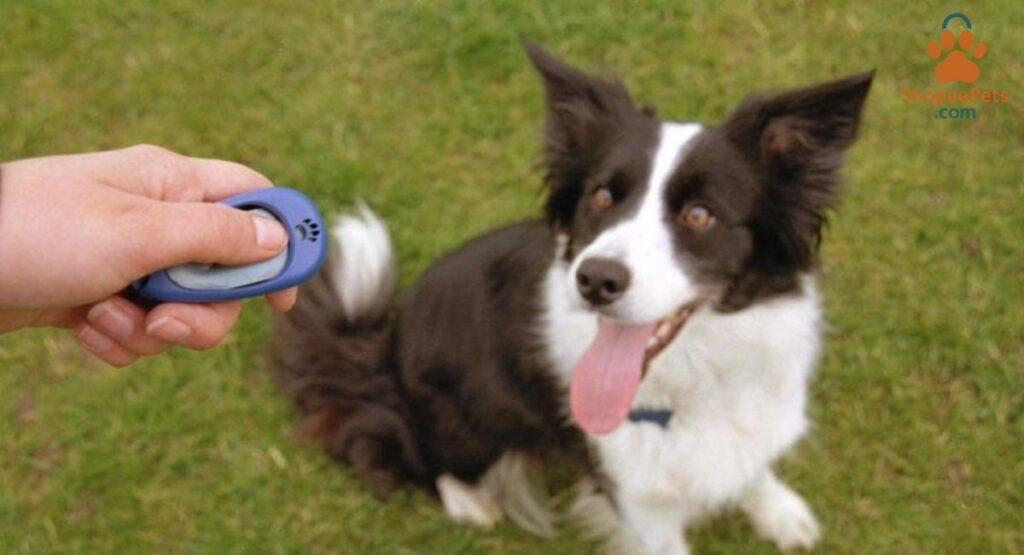 a trainer using a clicker with a dog sitting attentively