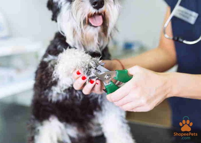 Nail trimming for double coated dog breeds