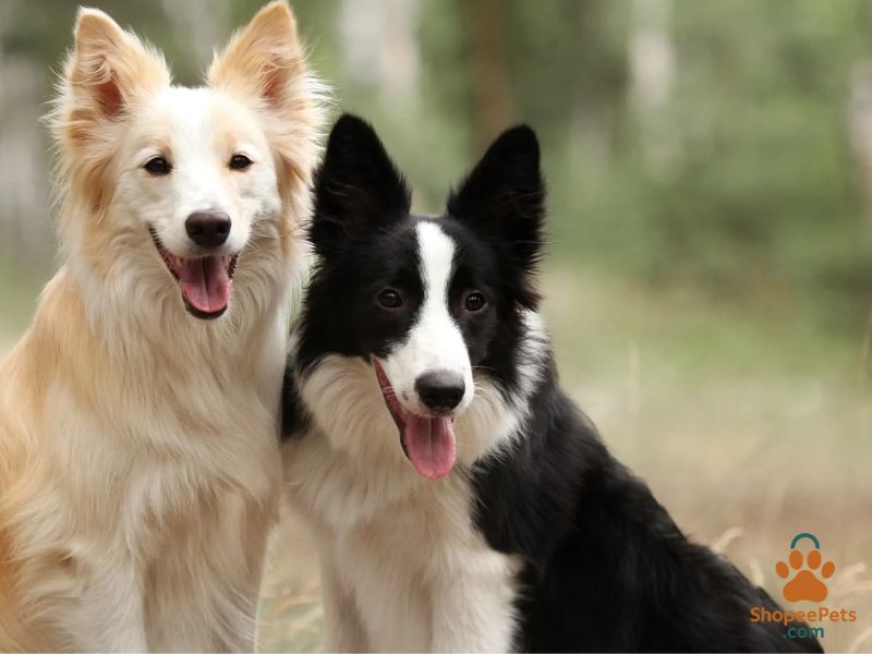 two  double coat dogs in graden