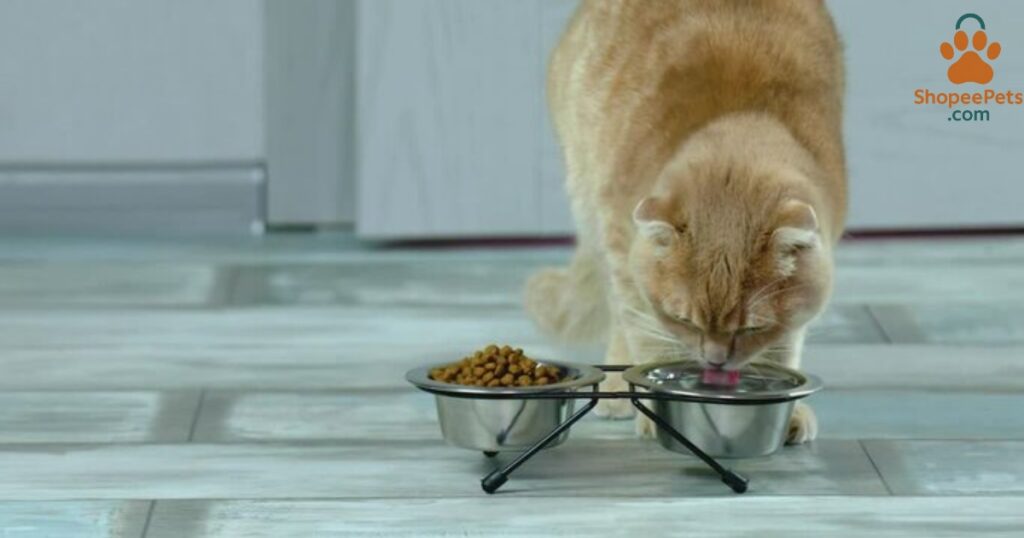 Dry cat food and hydration needs