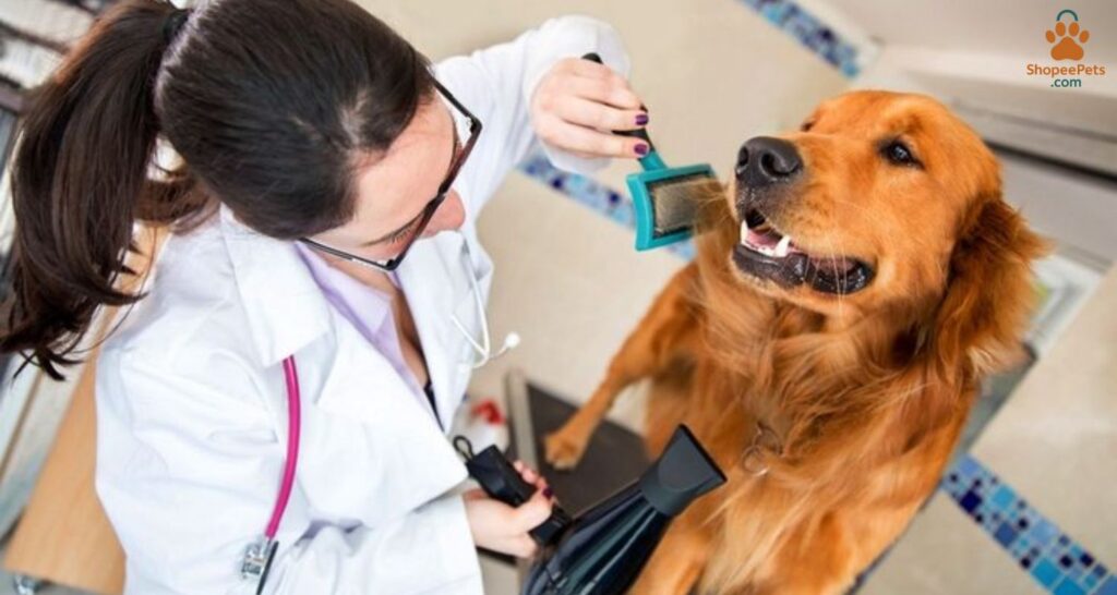 fun and free grooming of  double coated dogs