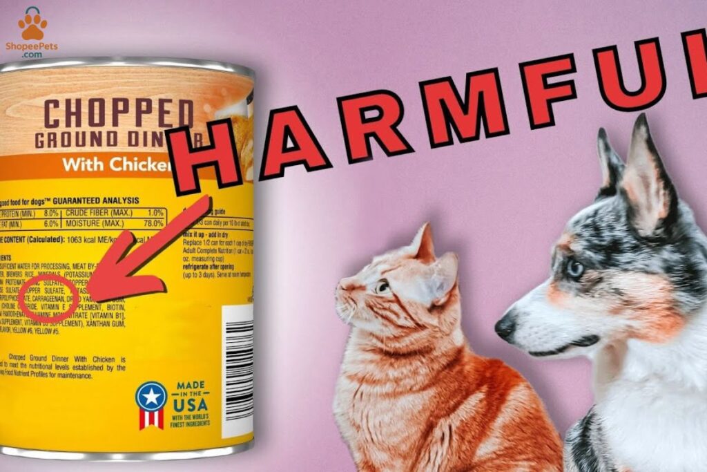 Hidden dangers in commercial small breed dog food like artificial colors, preservatives, and by products