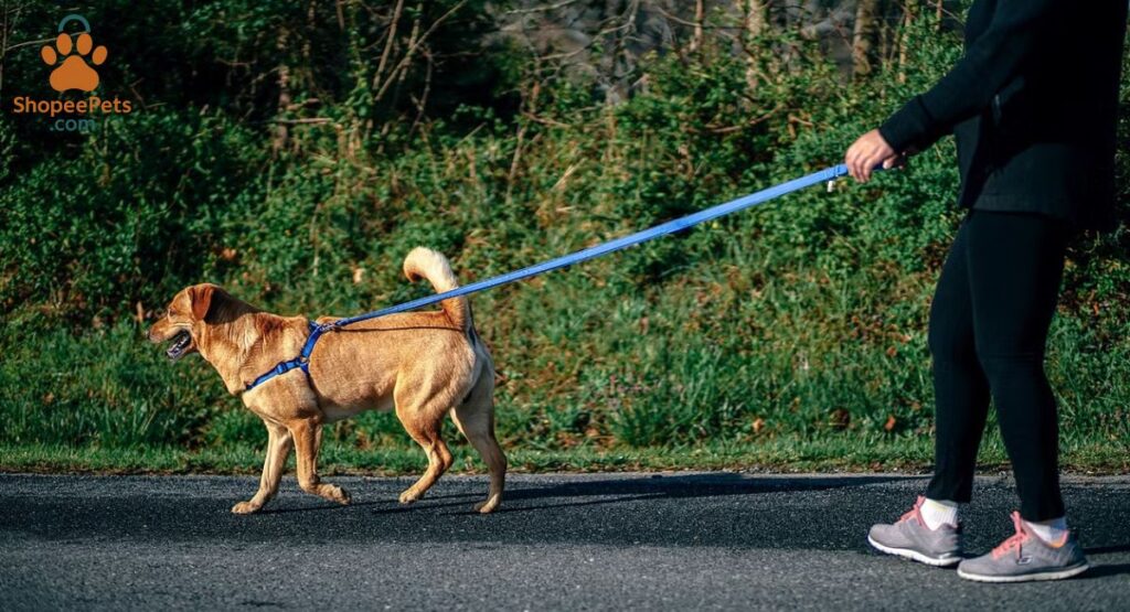leash Training and Walking Manners