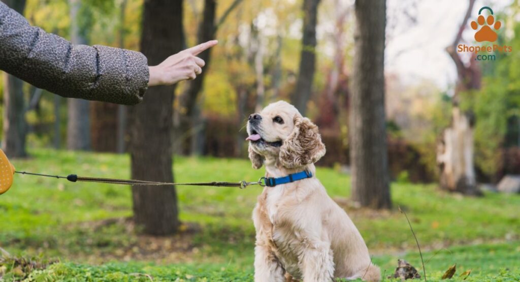 a puppy receiving a treat after sitting on command.