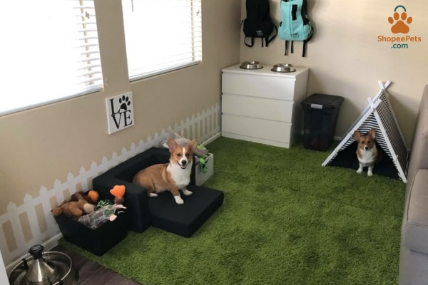 Pet bed, food bowl, and toys arranged before new pet arrives