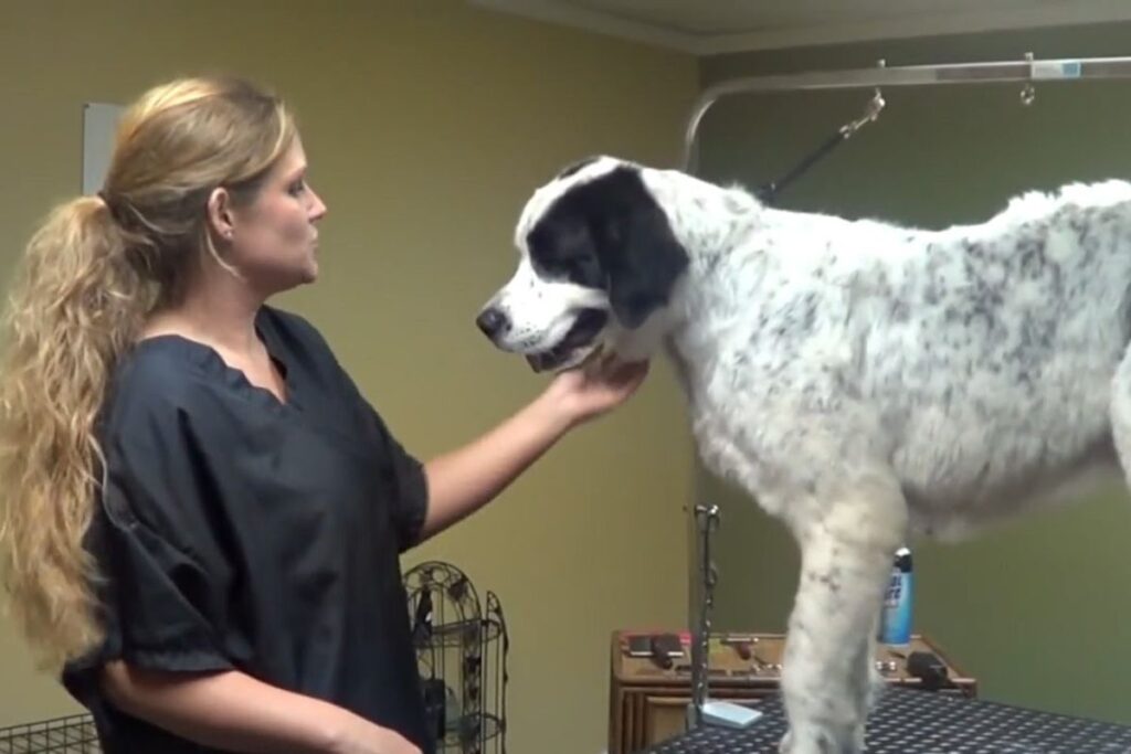 Professional grooming tips for double coated dog breeds