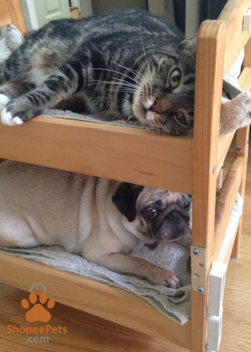 Cozy safe space prepared for a new cat with bed and toys