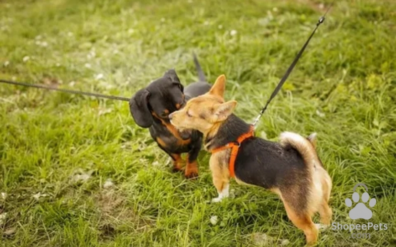 Two pets meeting with a baby gate in between