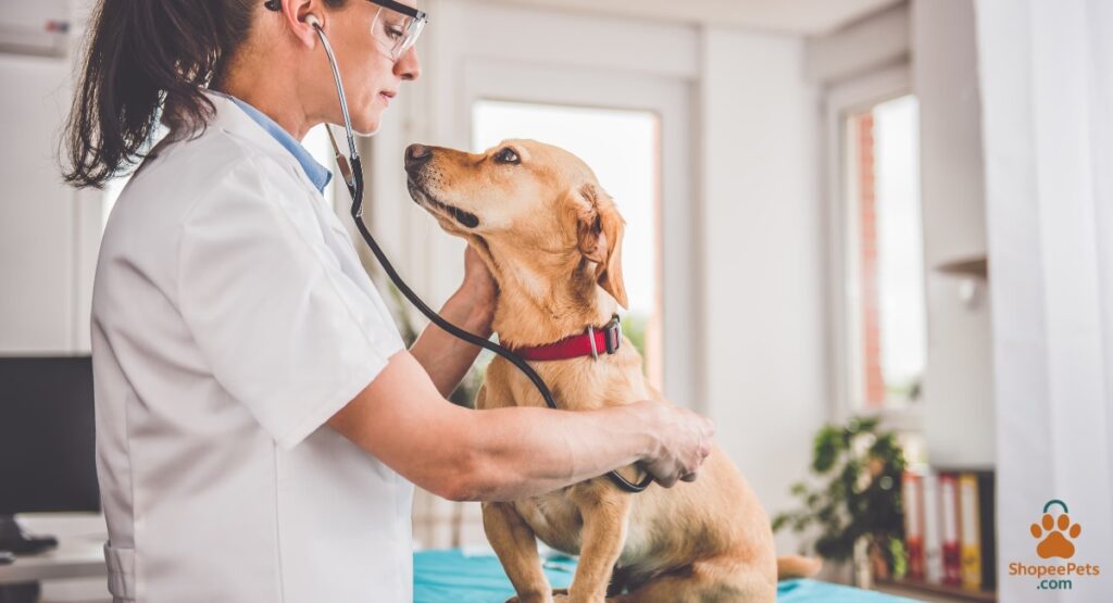 Pet receiving treat from doctor