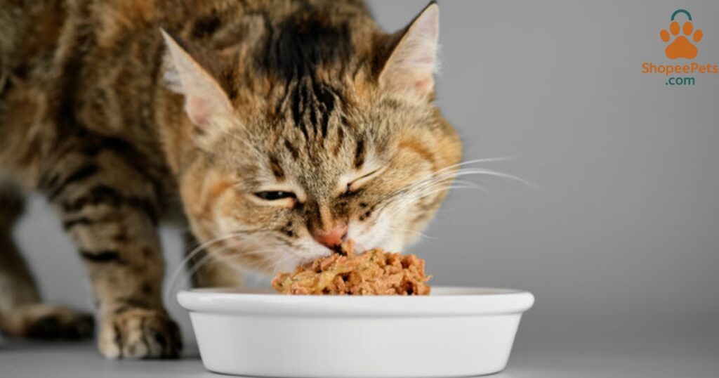 Wet cat food benefits for hydration