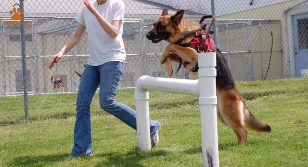 why dog training matters