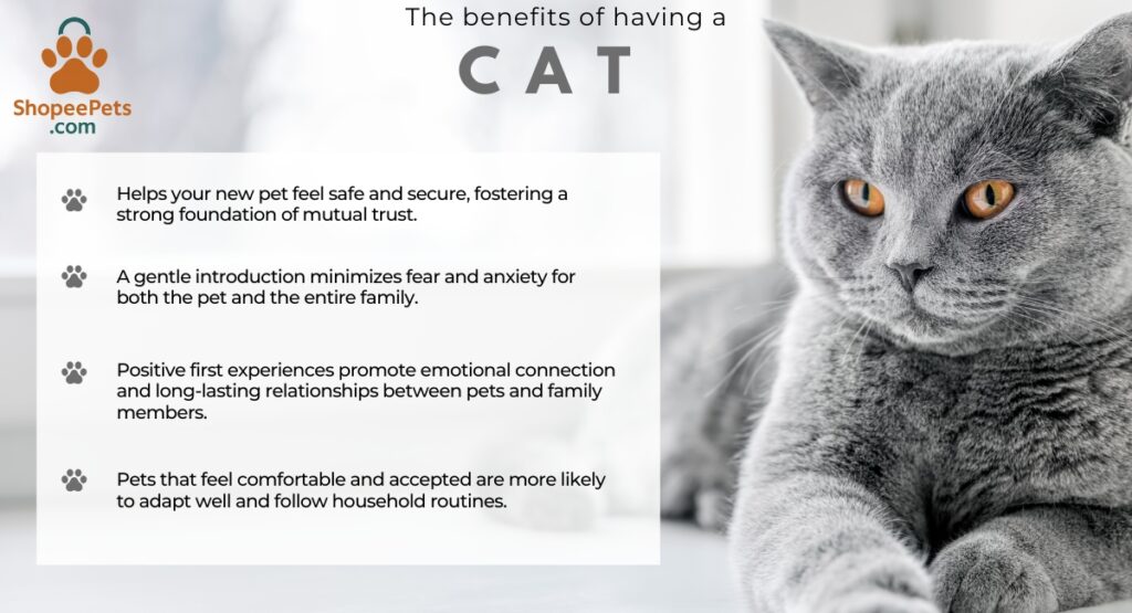 Why It’s Important to Introduce a New Pet to Your Home Properly