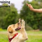 Owner training puppy using hand signals – dog training tips