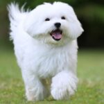 Healthy Small Breed Dog with fresh environment
