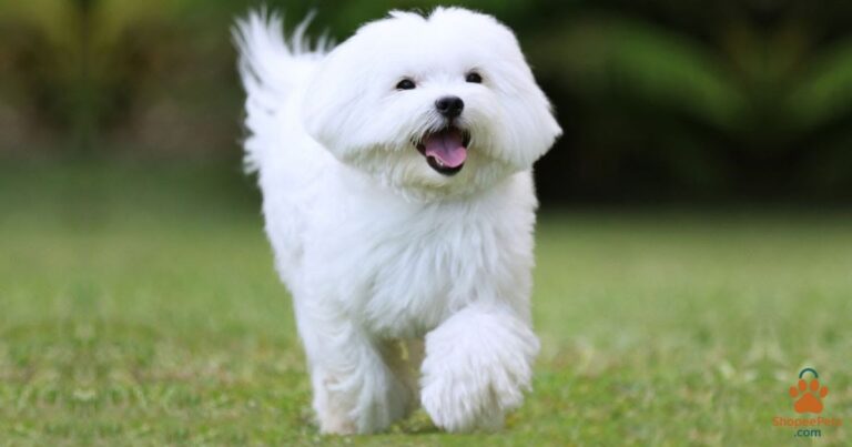 Healthy Small Breed Dog with fresh environment
