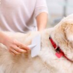 Grooming tips for double-coated dog breeds – brushing Husky with thick fur