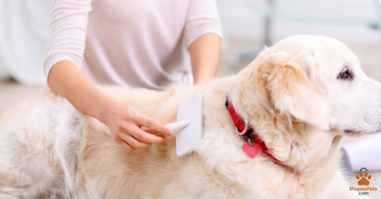 Grooming tips for double-coated dog breeds – brushing Husky with thick fur