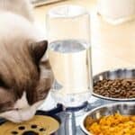 best cat food for indoor cats