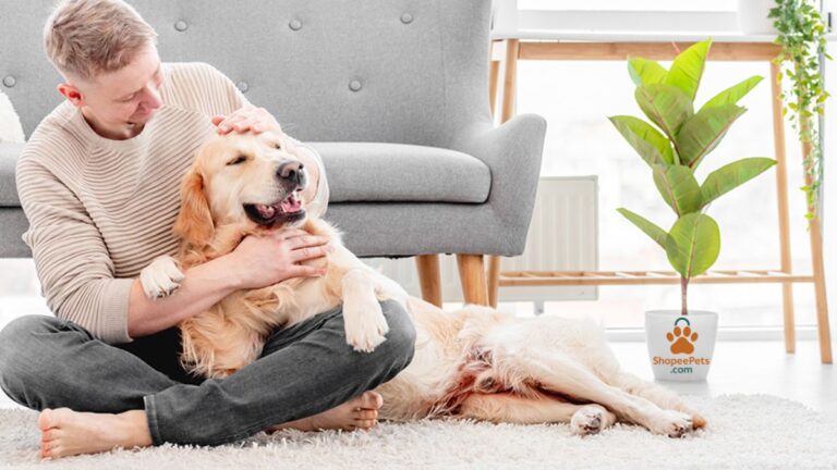 Dog illness symptom: Owner gently checking their dog’s health